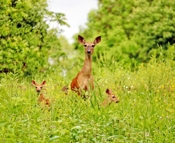 Doe, a deer